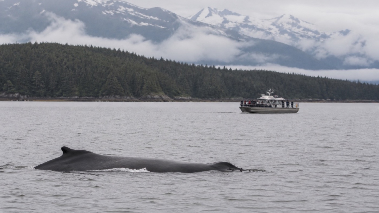 Whale surfacing in Alaska waters during a responsible wildlife-viewing trip
