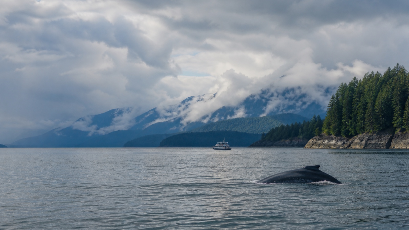 Humpback whale surfacing in calm Alaska water with forested mountains beyond