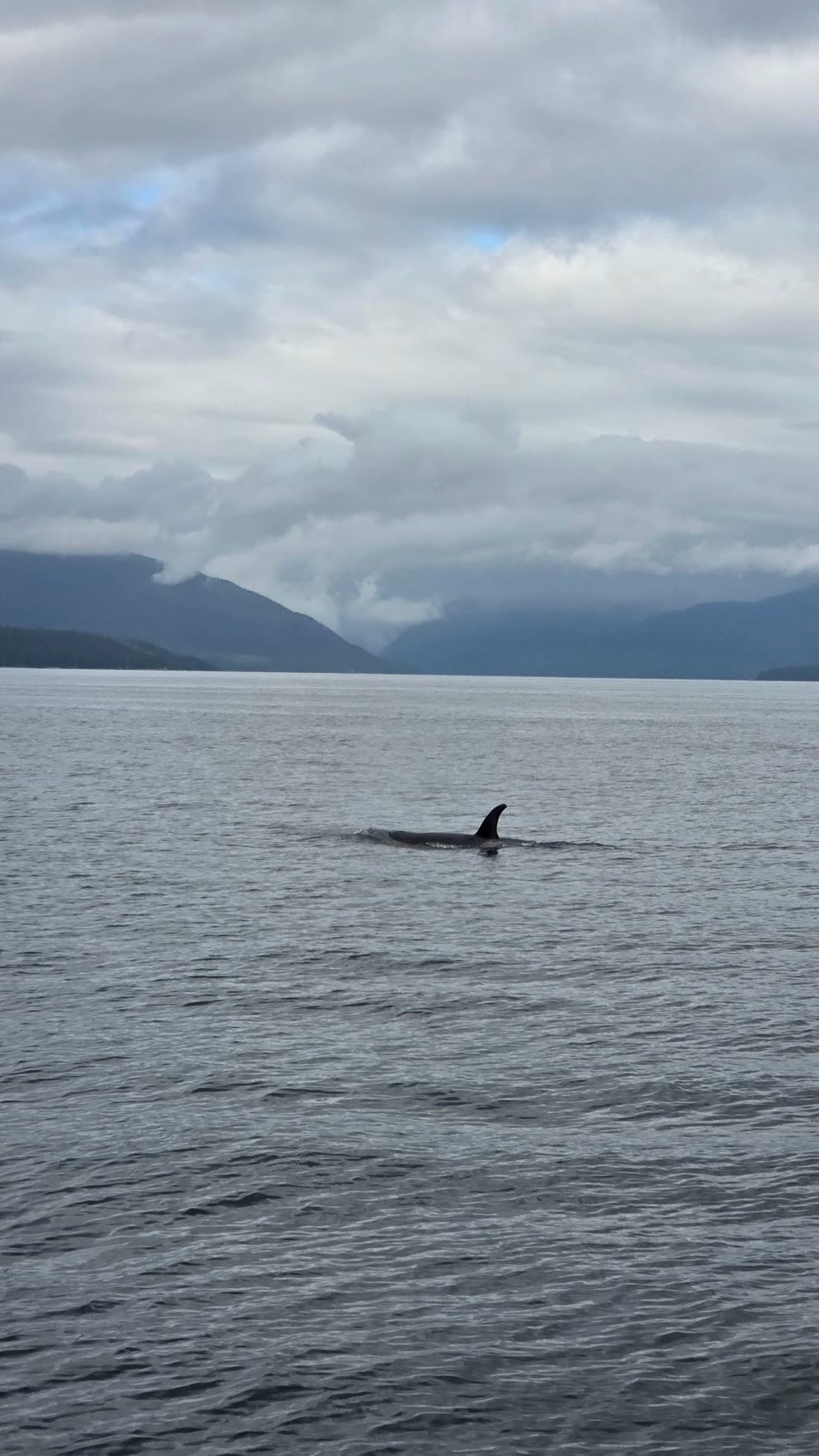 An orca surfacing in grey water with forested mountains under low clouds